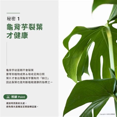 大龜背芋|【室內觀葉植物】綠手指必知的龜背芋5個秘密，加碼。